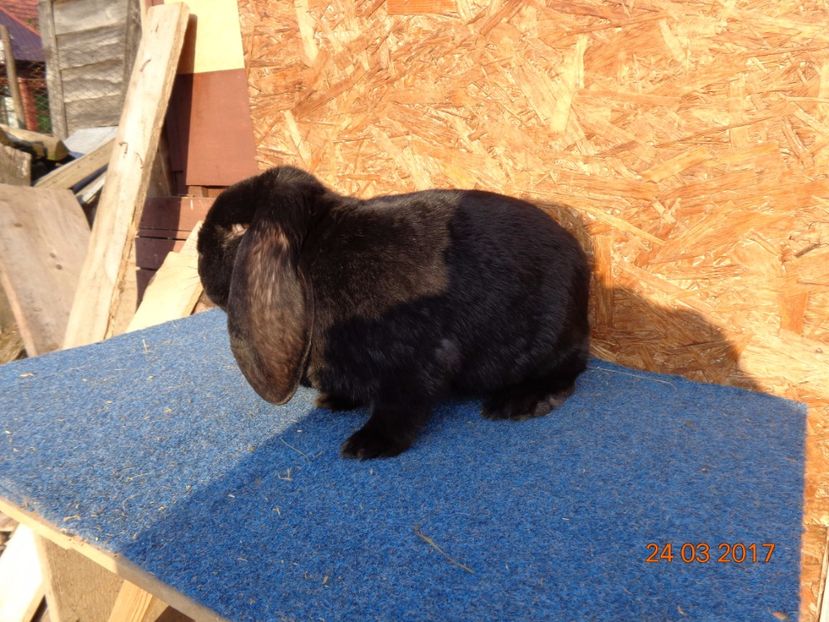  - Femele gestante 25 03 2017