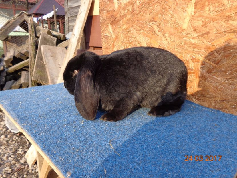  - Femele gestante 25 03 2017