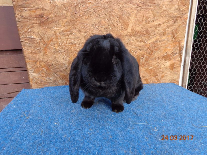  - Femele gestante 25 03 2017