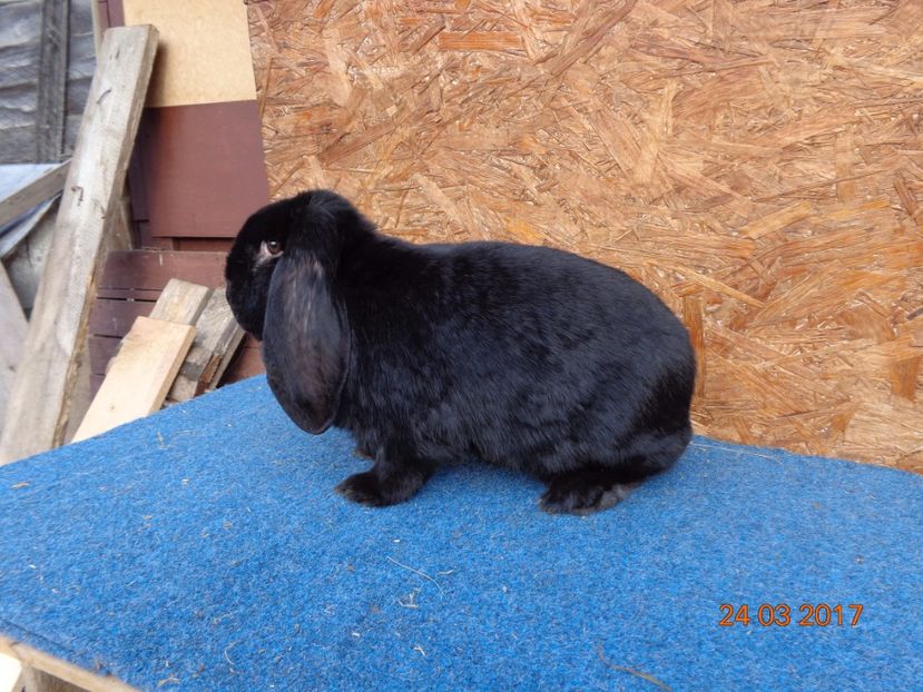  - Femele gestante 25 03 2017