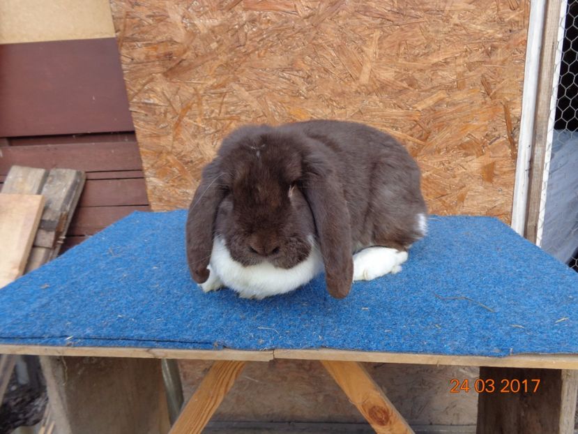  - Femele gestante 25 03 2017