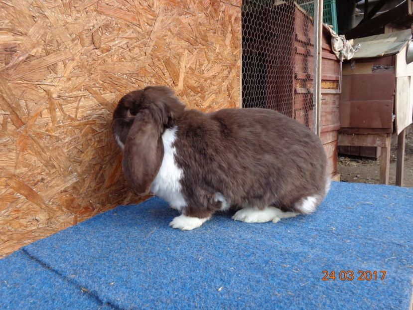  - Femele gestante 25 03 2017