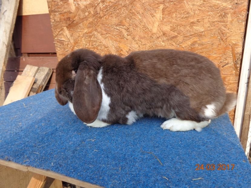  - Femele gestante 25 03 2017