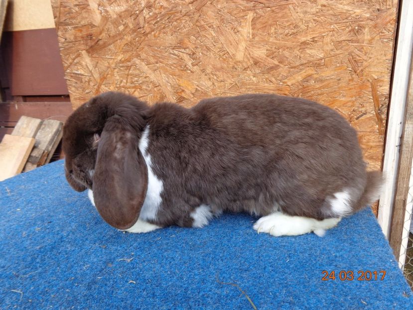  - Femele gestante 25 03 2017