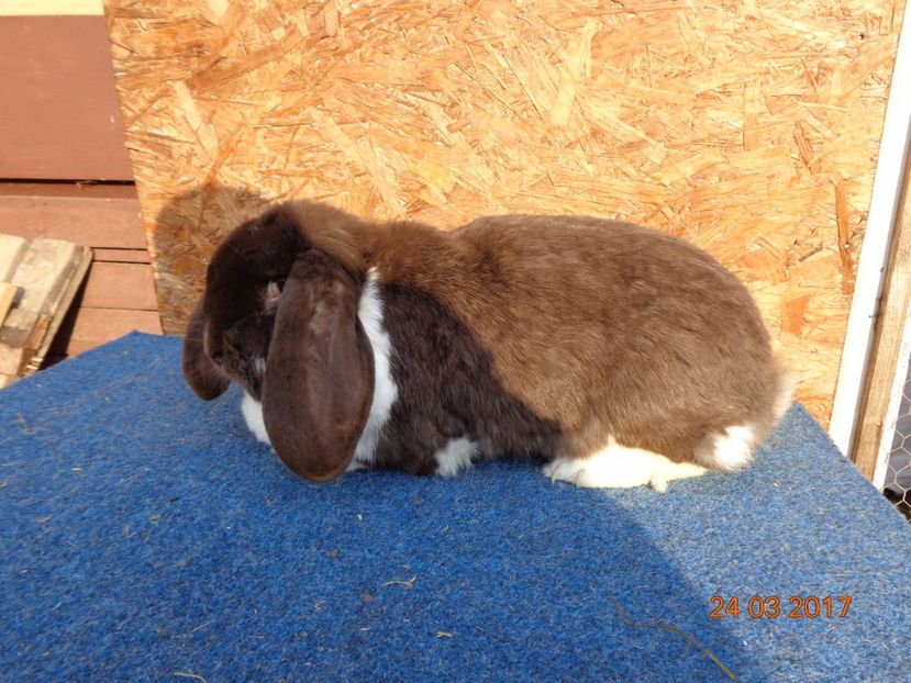  - Femele gestante 25 03 2017