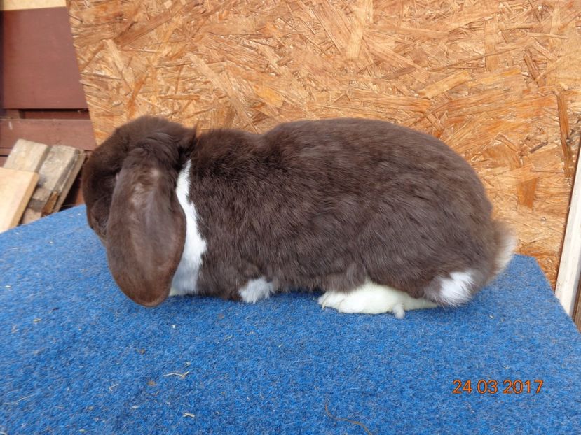  - Femele gestante 25 03 2017