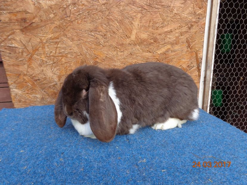  - Femele gestante 25 03 2017