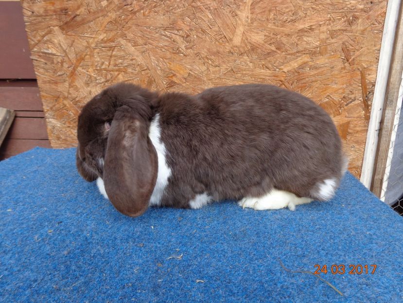  - Femele gestante 25 03 2017