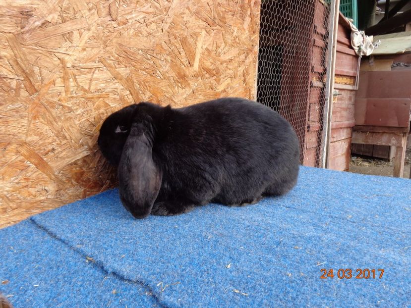  - Femele gestante 25 03 2017