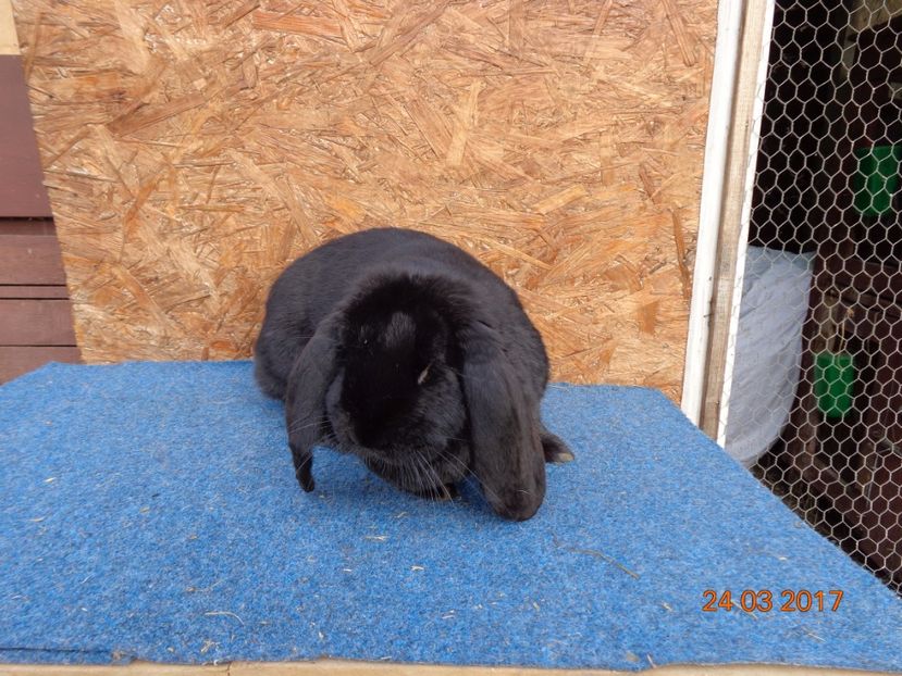  - Femele gestante 25 03 2017