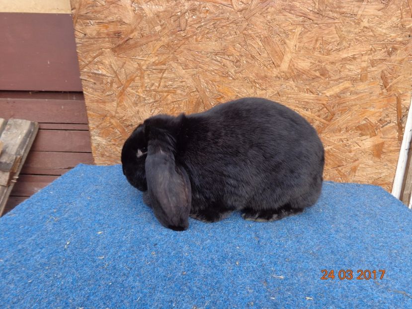  - Femele gestante 25 03 2017