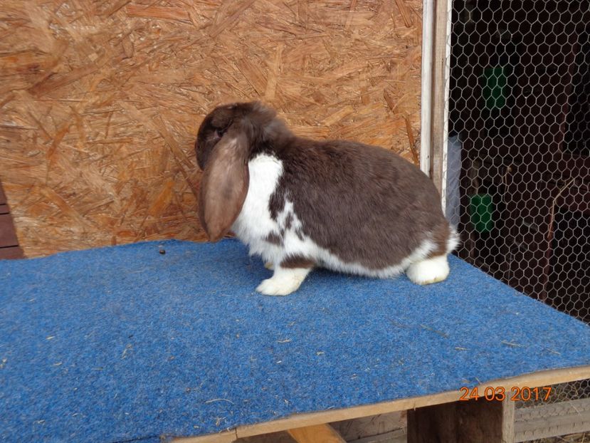  - Femele gestante 25 03 2017