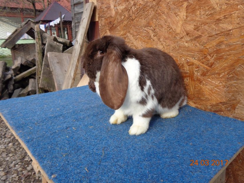  - Femele gestante 25 03 2017