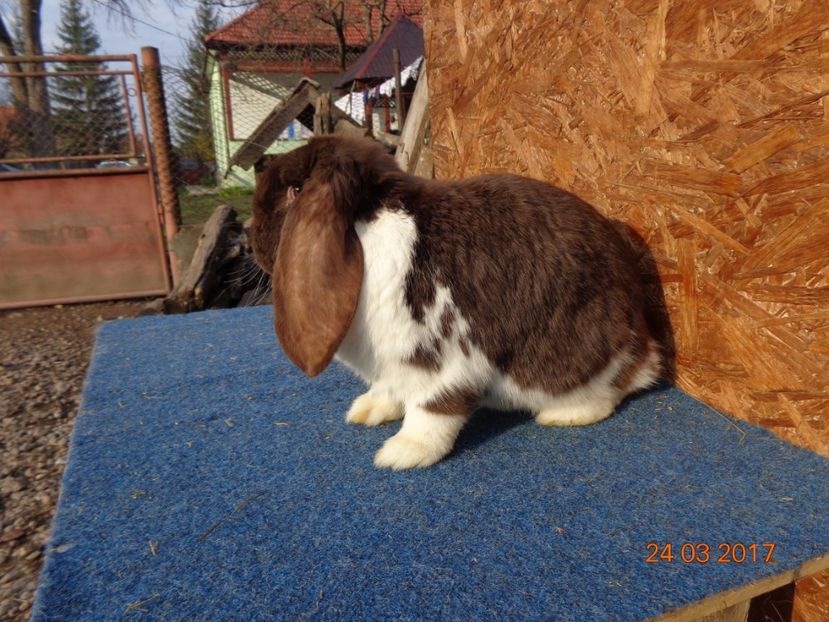  - Femele gestante 25 03 2017