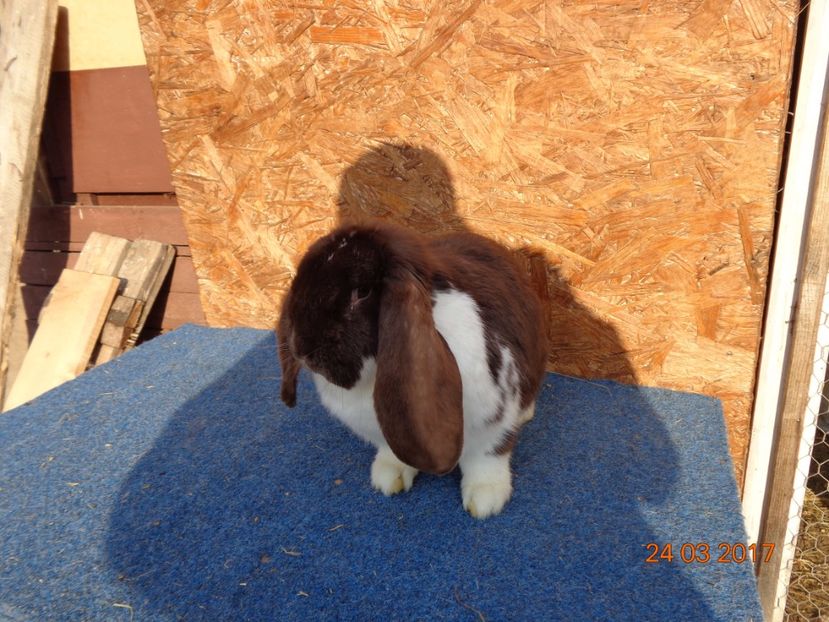  - Femele gestante 25 03 2017