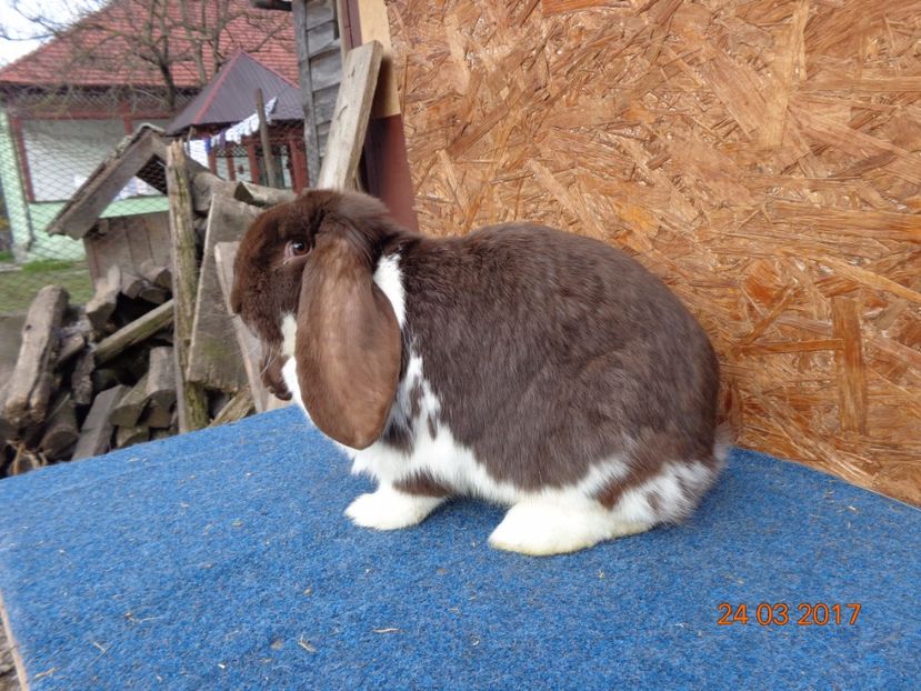  - Femele gestante 25 03 2017