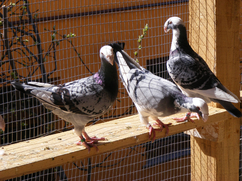  - MATCA GERMANI 2017