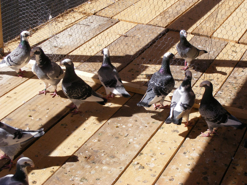  - MATCA GERMANI 2017