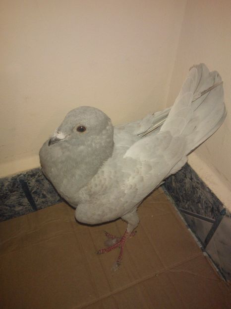 M 2016 vandut - De! voiajori vanduti