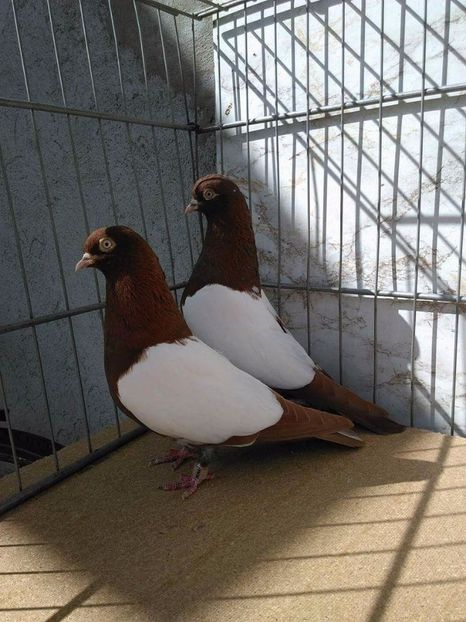 received_775634099272677 - Iranienii