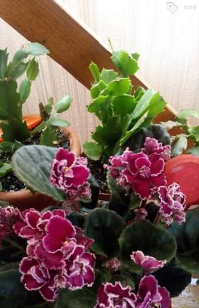  - Unknown 2-pierdută