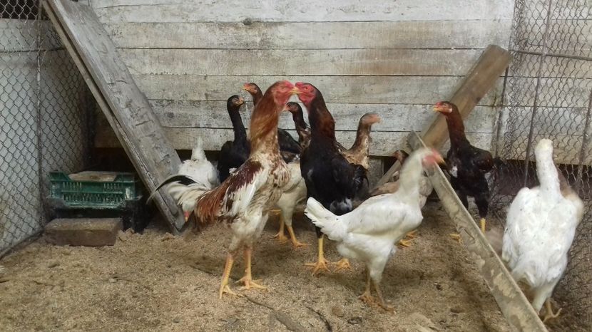  - combatant  malaezian 2017