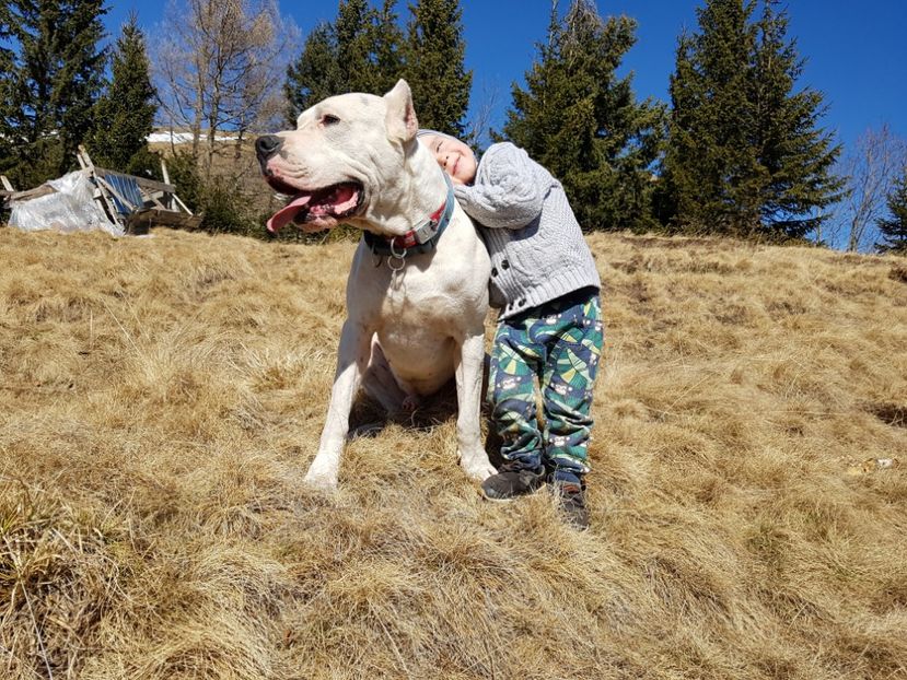  - Dogo Argentino Perro Pellea Dogo Primera