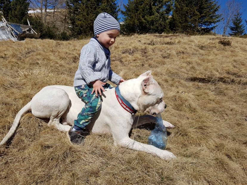  - Dogo Argentino Perro Pellea Dogo Primera