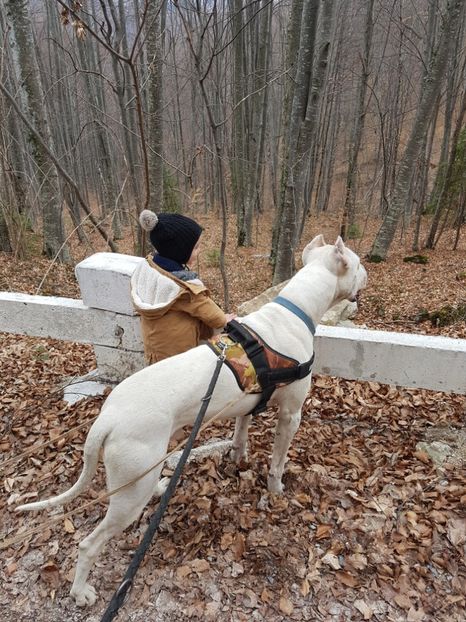  - Dogo Argentino Perro Pellea Dogo Primera