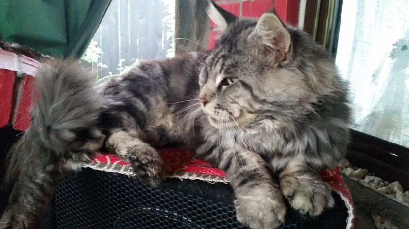  - Maine Coon