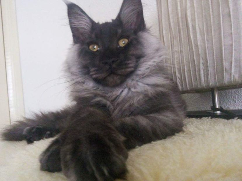  - Maine Coon