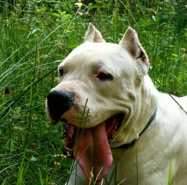 IMG-20160724-WA0004 - Dogo Argentino Perro Pellea Dogo Primera