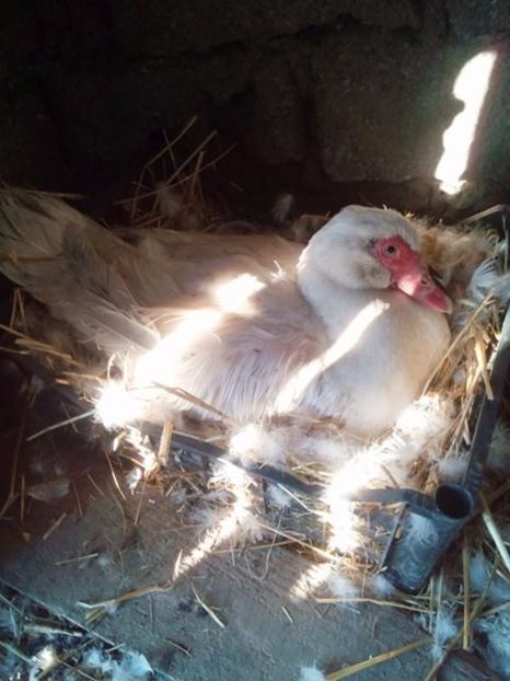 Multi fulgi! - Alta incercare