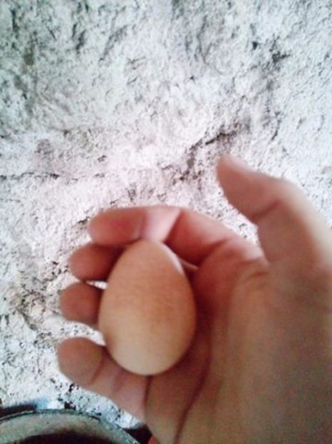 Primul ou! - Bibilici
