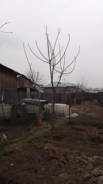 cires Boambe de cotnari - primavara 2017