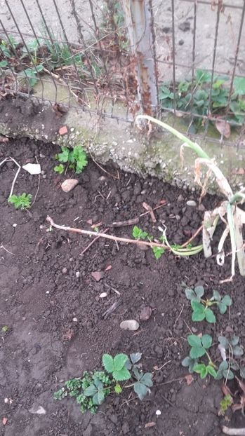 zmeur orange - primavara 2017