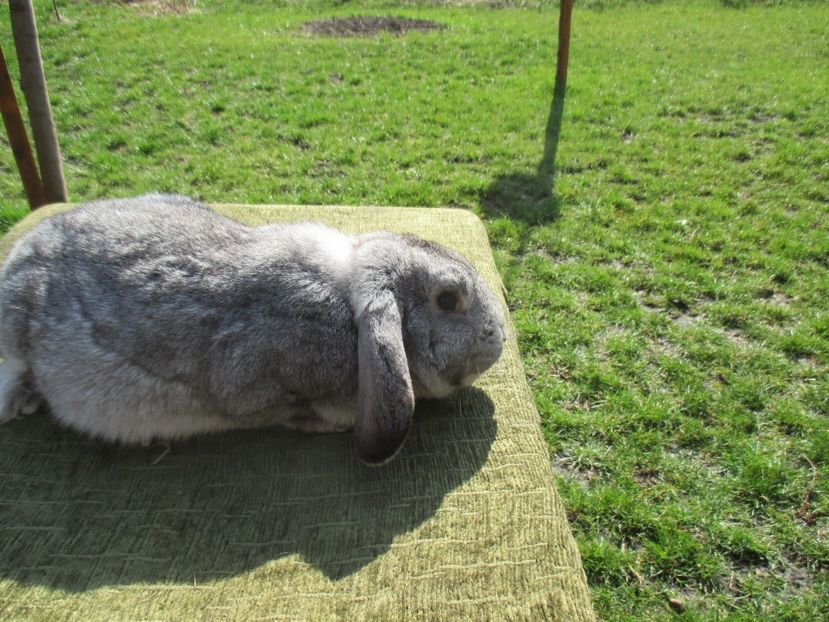  - Imagini crescatorie MARTIE 2017