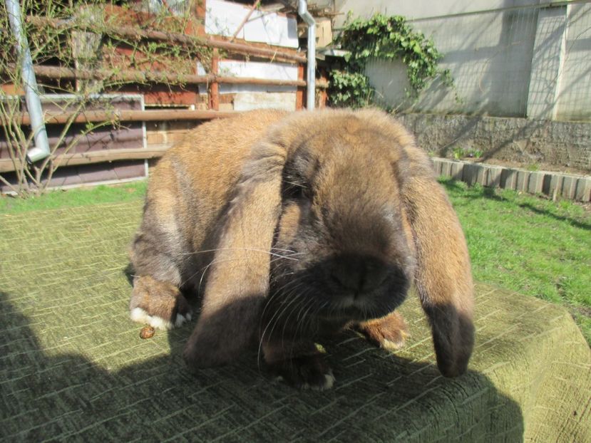  - Imagini crescatorie MARTIE 2017