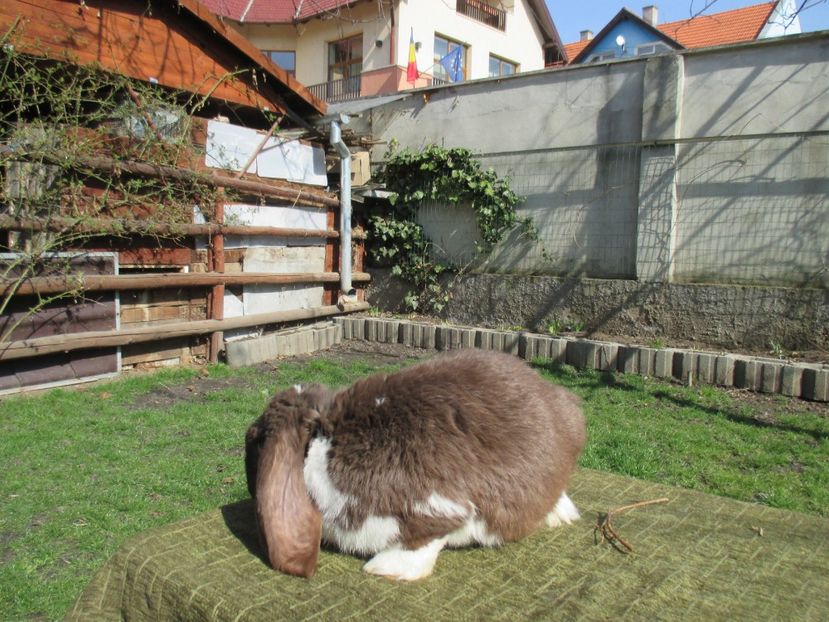  - Imagini crescatorie MARTIE 2017