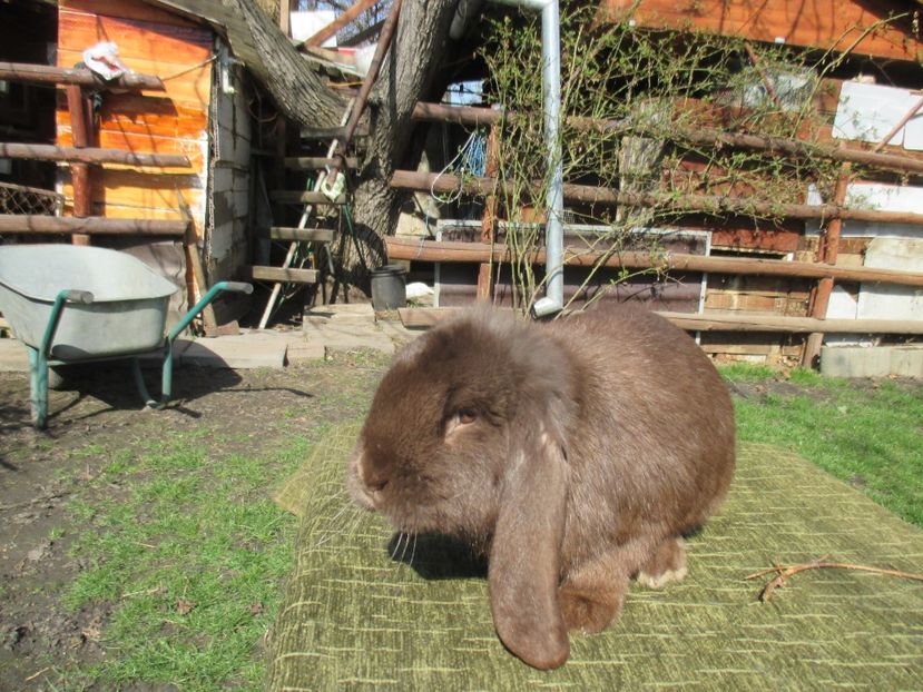  - Imagini crescatorie MARTIE 2017