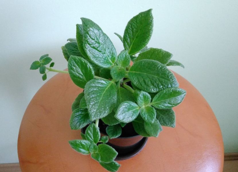  - Tropical-Topas 2016 - 2017- 2018