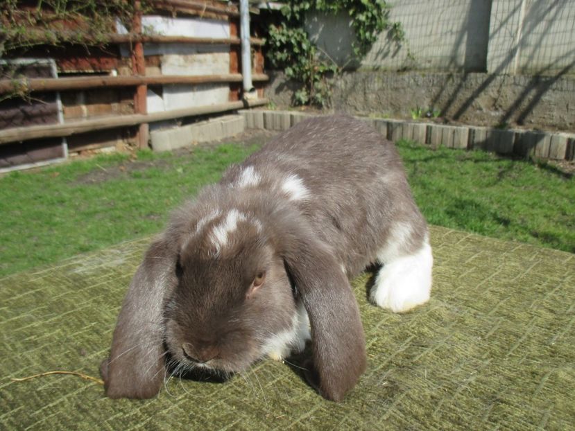  - Imagini crescatorie MARTIE 2017