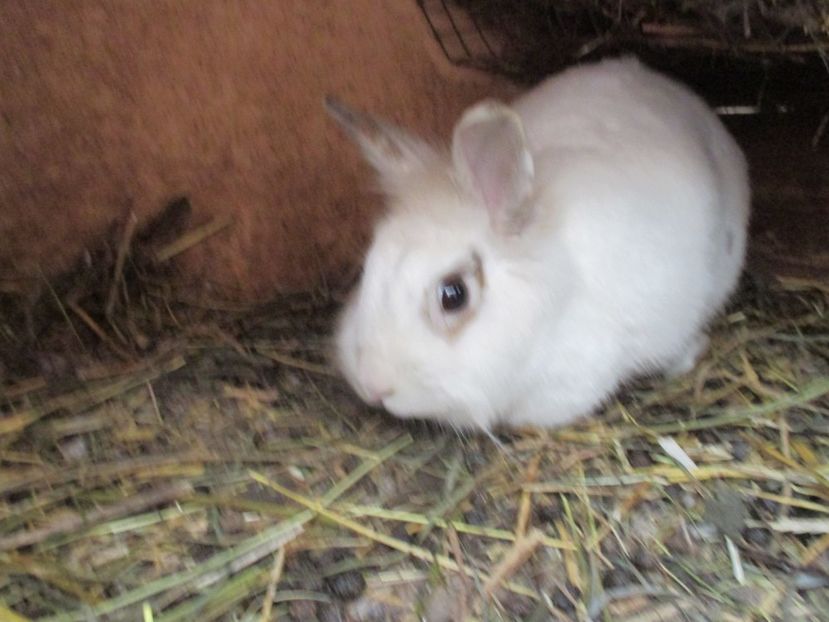  - Imagini crescatorie MARTIE 2017