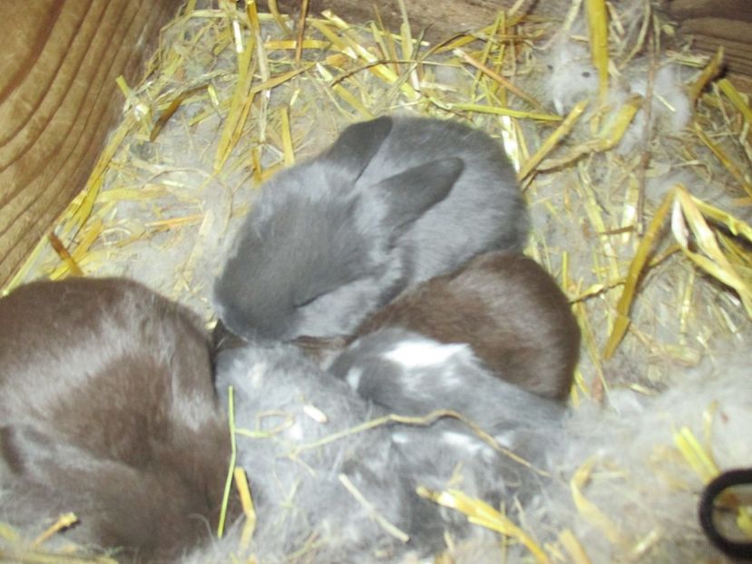  - Imagini crescatorie MARTIE 2017