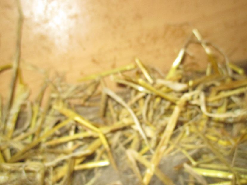  - Imagini crescatorie MARTIE 2017