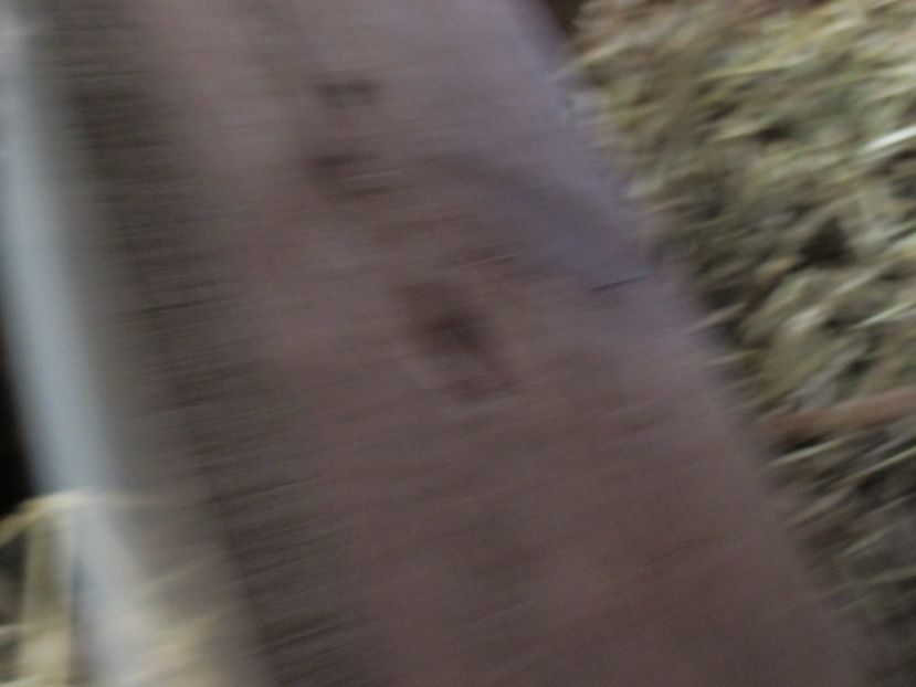  - Imagini crescatorie MARTIE 2017