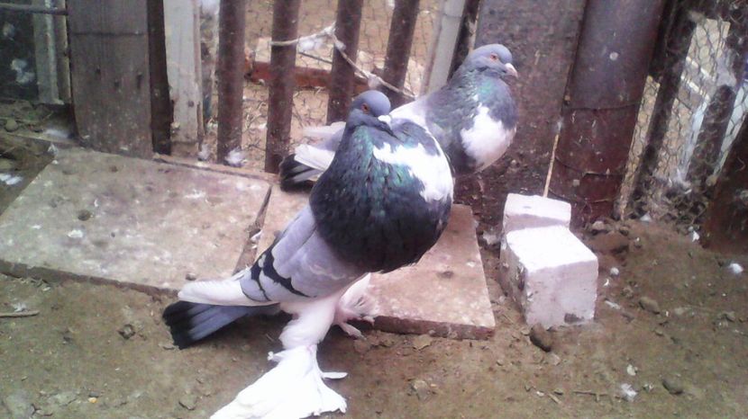 Mascul Serbia - contact