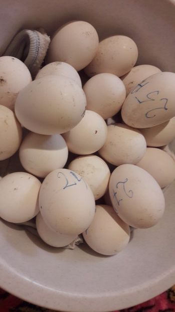  - 1 Oua de gaste Africane