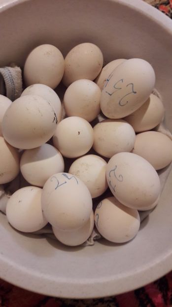  - 1 Oua de gaste Africane