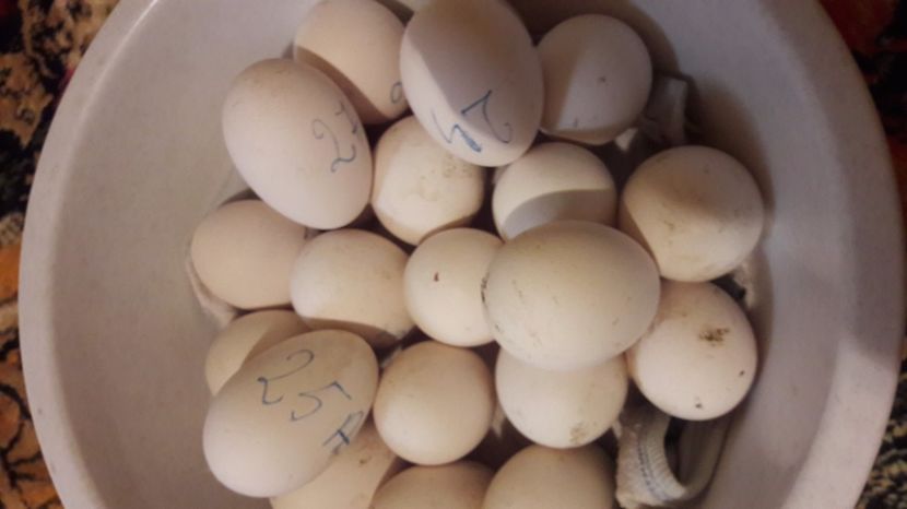  - 1 Oua de gaste Africane